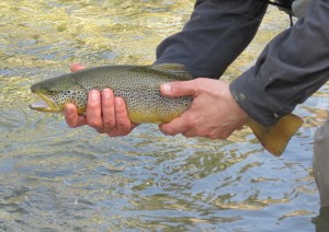 Italian trout